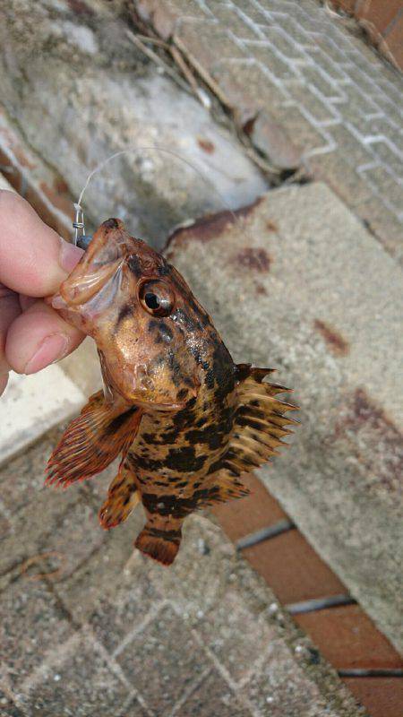 愛するガッシー