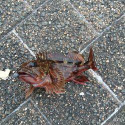 ガッシーは裏切らない♪