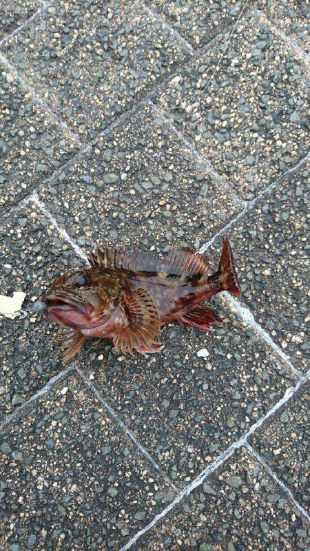 ガッシーは裏切らない♪