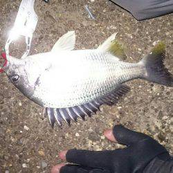 2夜連続チニング釣行in鳴尾