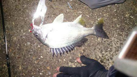 2夜連続チニング釣行in鳴尾