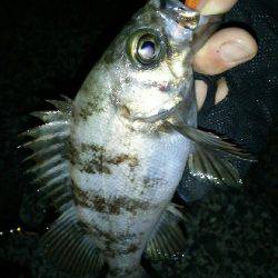 激渋モードに入った感じがしますね～