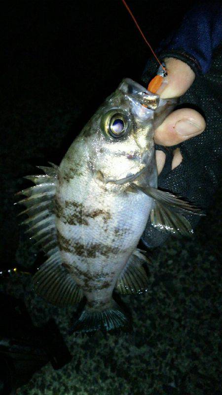 激渋モードに入った感じがしますね～
