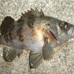 プラッキングメバル