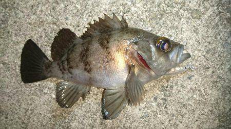 プラッキングメバル