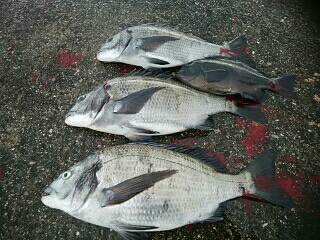 須磨海岸一文字・福田渡船