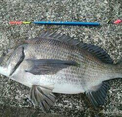 チヌ好調♪須磨海岸一文字