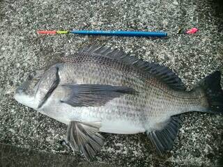 チヌ好調♪須磨海岸一文字