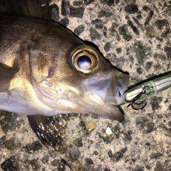 プラッキングメバル