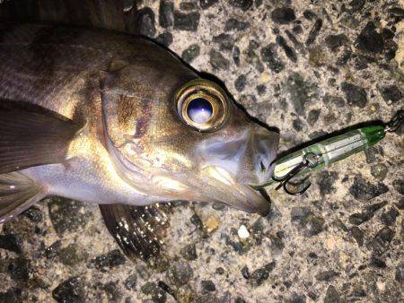 プラッキングメバル