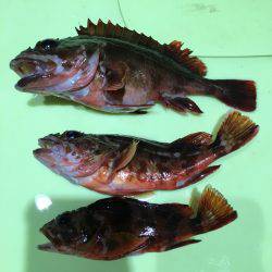 ガッシー三連発