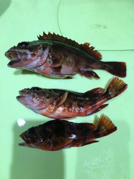 ガッシー三連発