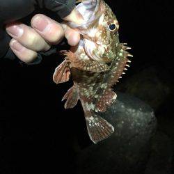 ガシラばっかり