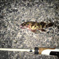 ボウズ逃れの癒しのガシラ