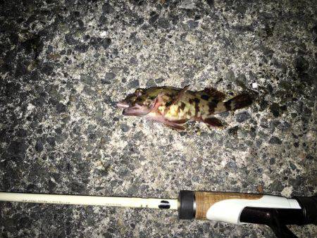 ボウズ逃れの癒しのガシラ