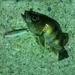 赤潮、プラッキング