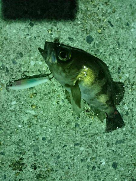 赤潮、プラッキング