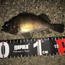 強風下のメバリング