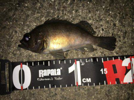 強風下のメバリング