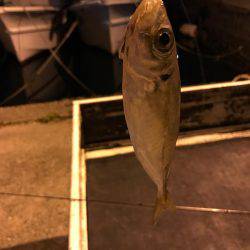 プラグで良型アジGet!!バリ気持ち良かった☆