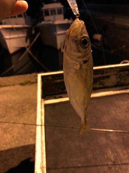 プラグで良型アジGet!!バリ気持ち良かった☆