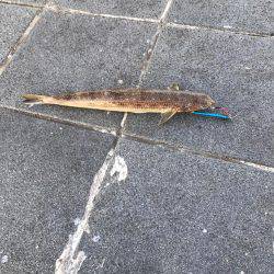 闘魂チヌ ナイスファイト！