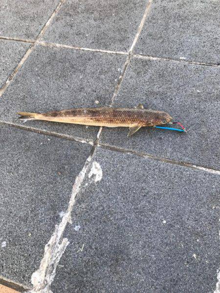 闘魂チヌ ナイスファイト！