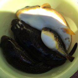 豊浜港 出船のフグ釣り