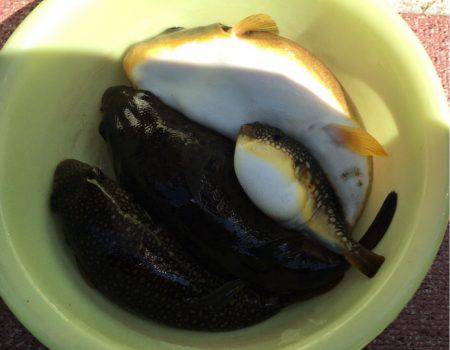 豊浜港 出船のフグ釣り