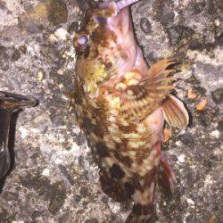 泉南メバリング