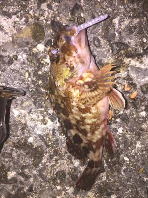 泉南メバリング