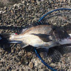 南紀遠征＆投げ練で良型チヌ