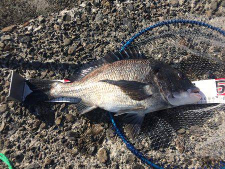 南紀遠征＆投げ練で良型チヌ