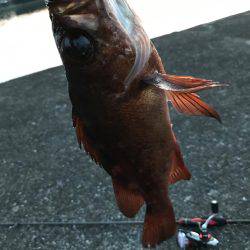 最高にヒキました。ギリギリ尺メバルいかないサイズ。