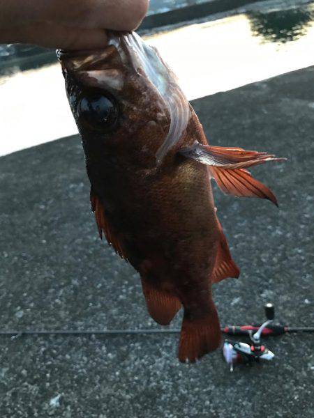 最高にヒキました。ギリギリ尺メバルいかないサイズ。