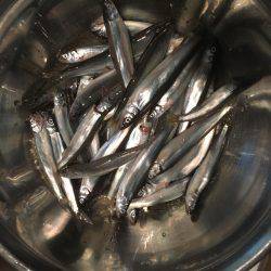 サビキと穴釣り