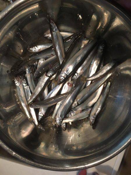 サビキと穴釣り