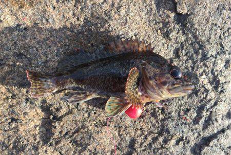 穴釣りでロック！