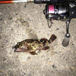 小メバルに良い様に遊ばれました(笑)