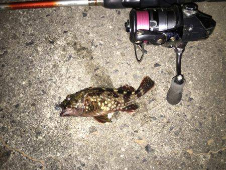 小メバルに良い様に遊ばれました(笑)