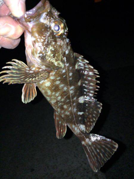 メバリング・ガシリング