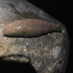 まさかの・・・！