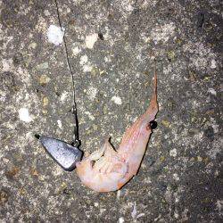 ポン級アイナメ