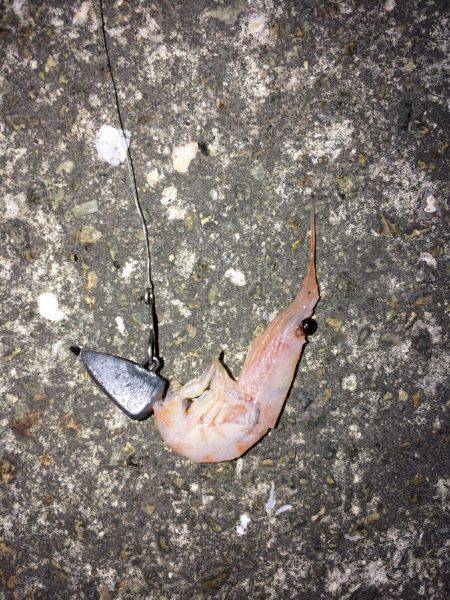 ポン級アイナメ