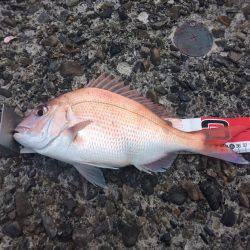 赤×黒ノッコミGet