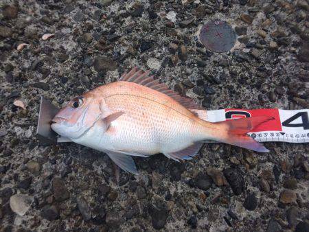 赤×黒ノッコミGet