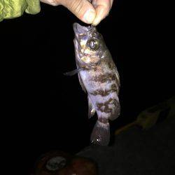 メバリング日和