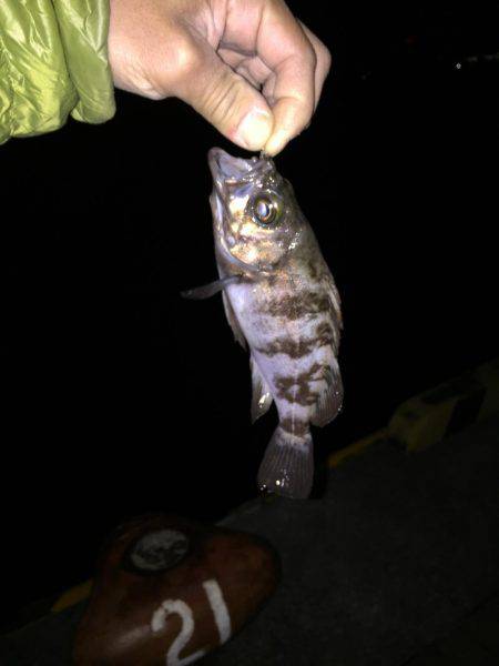 メバリング日和