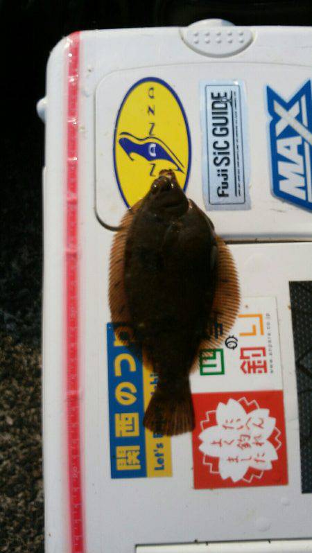 貧果の投げ釣り