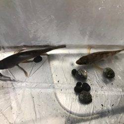 やっぱり釣れる釣りを、、、